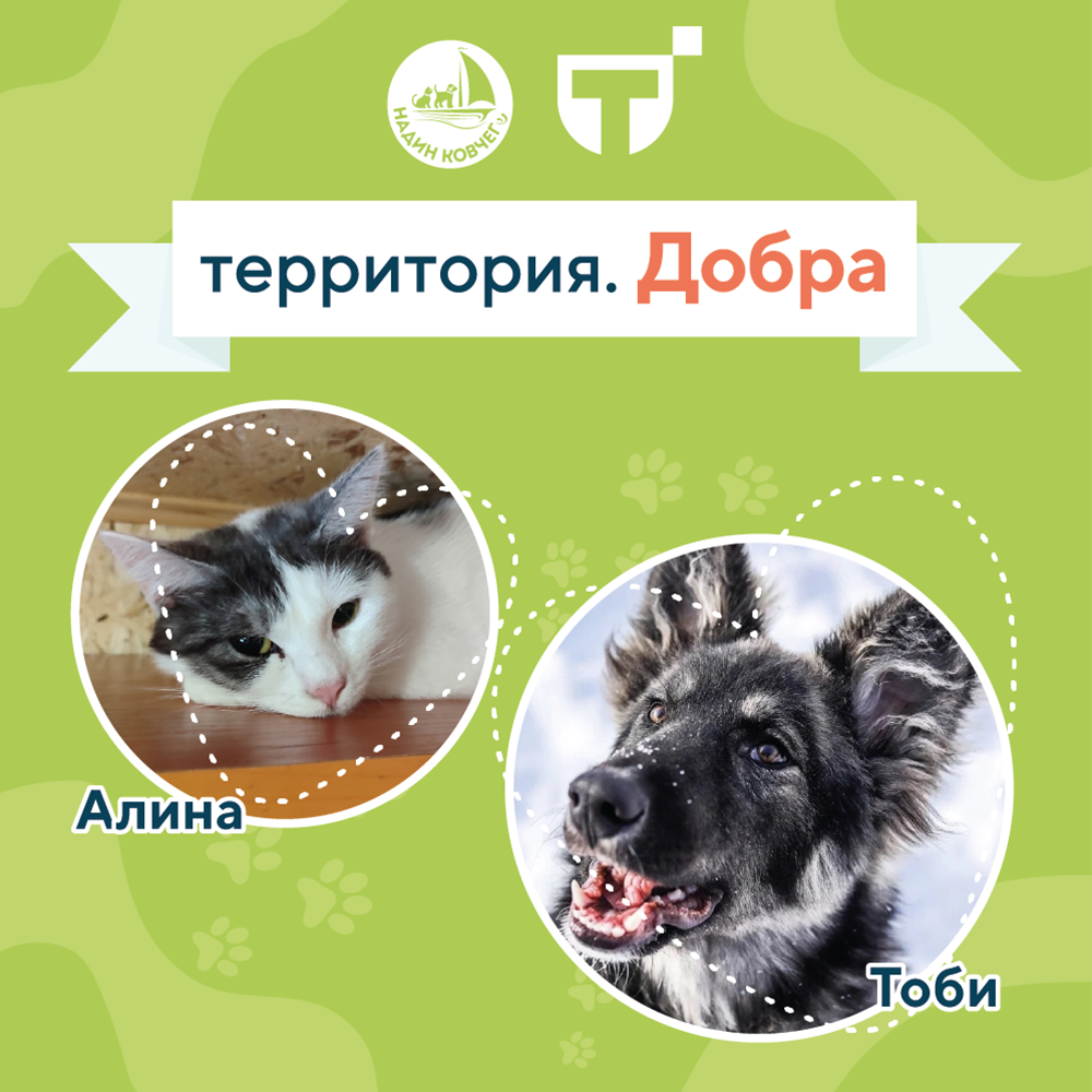 помощь приюту 1.png